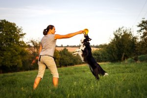 Adestramento de Cães