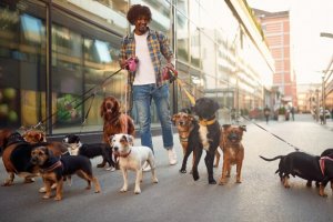 Dog Walker